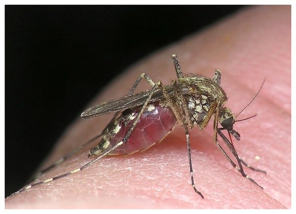 Photo of Электронные средства отпугивания комаров