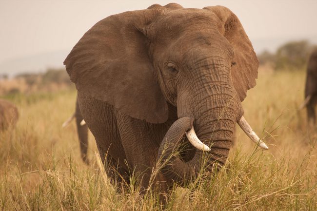 Photo of Учёные выяснили, почему слоны не болеют раком