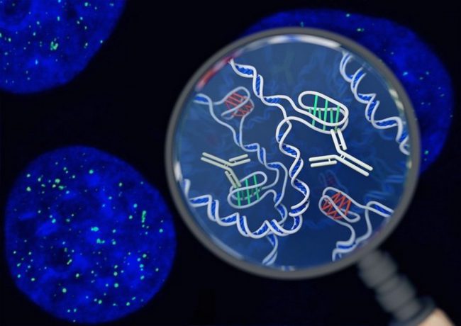 Photo of В человеческих клетках впервые обнаружена новая форма ДНК